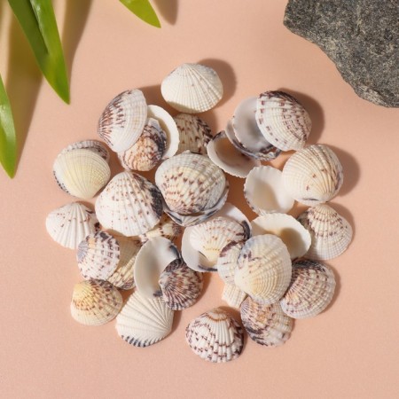Natural decorative shells "Tiger Venus" set 100 grams
