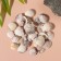 Natural decorative shells "Tiger Venus" set 100 grams