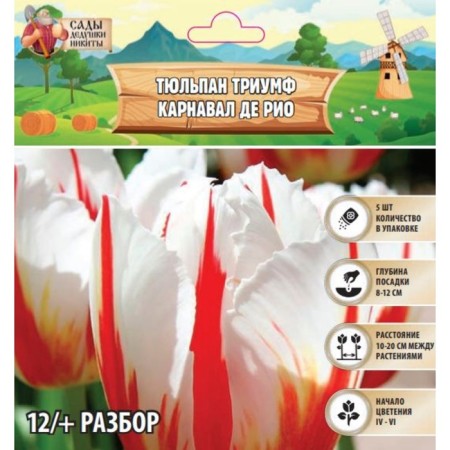Tulip Triumph Carnival de Rio, rr 12+, 5 pcs, autumn 2024