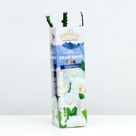 Sahenian Rosa Sky Hill Spring 2024, 1 pc.-1