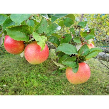 Seedling apple tree with a standard aroma of uktus, summer variety, pot 2l., Summer 2024