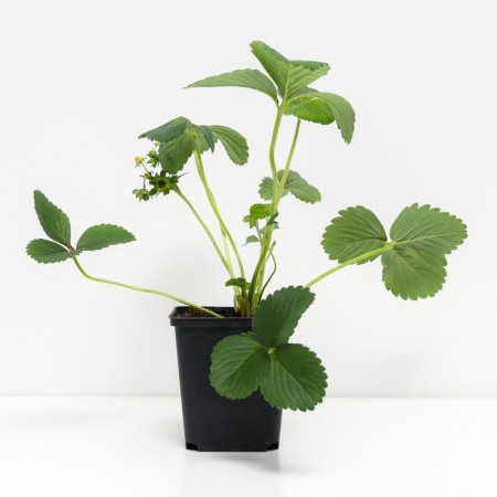 Strawberries Garden Pineberry, P9 Pot, 1 pc, summer 2024-1