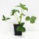 Strawberries Garden Pineberry, P9 Pot, 1 pc, summer 2024