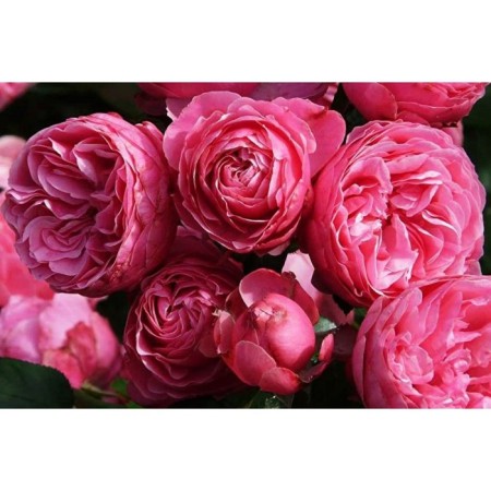 Floribunda Rosa Floribunda, 1 pc, spring 2024