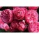 Floribunda Rosa Floribunda, 1 pc, spring 2024