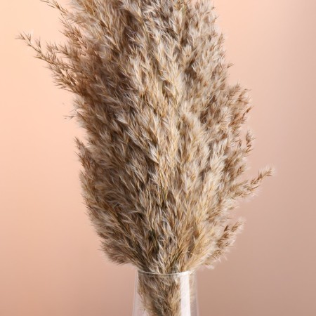 Set of dried flowers "reed", banch length 65 (+/- 6 cm), natural-1