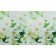 Kitchen apron PVC "inflorescence" 3000x600mm