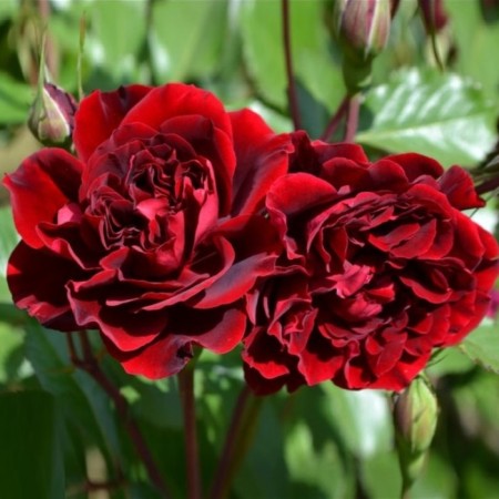 Seedling rose Isabelle Renaissance, Shrab-Rosa, pot 2 l., Summer 2024