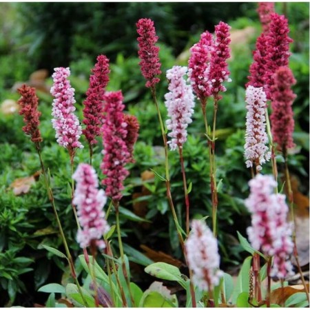 Highlander Real Darjilin Red, Pot C2, 1 pc, Summer 2024