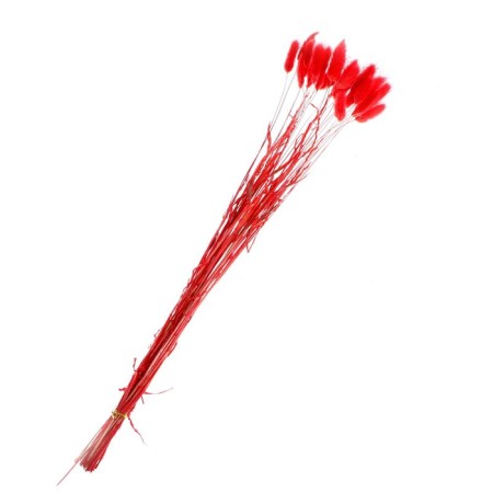 Dry -flowers "Lagurus", set of 30 pcs., Red color-2