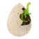 Growing animals natural egg maxi "dinosaurics" mix