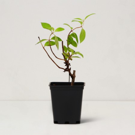 Saphenet Hermses "Pan. Bombshell", P9 pot, summer 2024-1