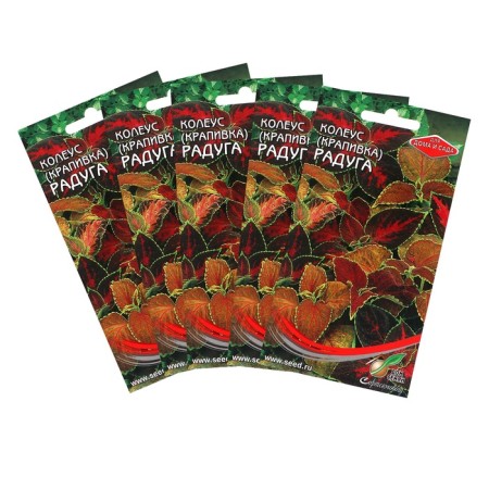 Seed of indoor flowers Koleus "Bluma Rainbow", set 5 pcs-4