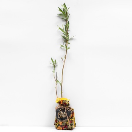 Sahenian willow goat, pot p9, summer 2024