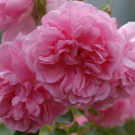 Seedling rose Yutersen Rosenprinzessin, climbing, pot 2 l., Summer 2024