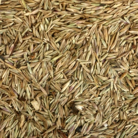Lawn "beauty", "sports", 0.5 kg-3