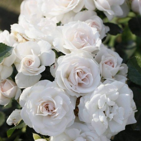 Seedling rose Aspirin Rose, floribunda, pot 2 l., Summer 2024