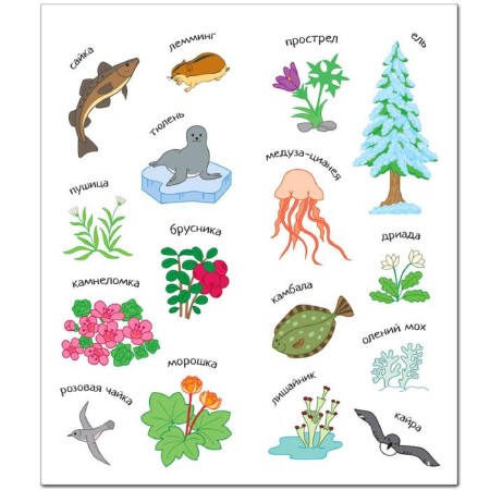 Color Russia. A book with stickers. Arctic-2