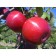 Seedling apple tree with a standard uralets, autumn variety, pot 2l., Summer 2024