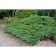 Juniper Cossack "Tamariscifolia", P9, 1pc, h 3-20 cm, spring 2024