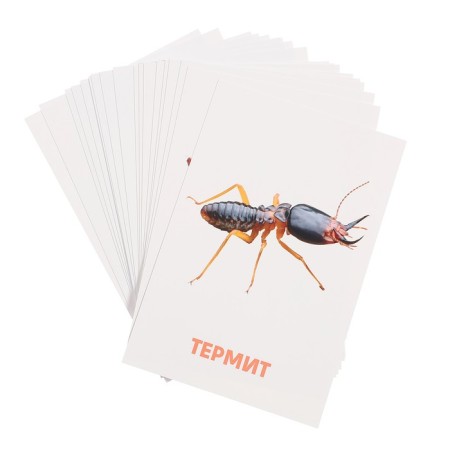 Developing cards "insects"-3