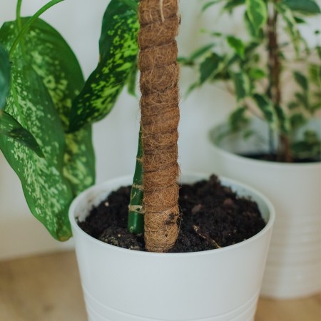 Pegs for garter plants, h = 80 cm, d = 2.5 cm, coconut, greengo-5