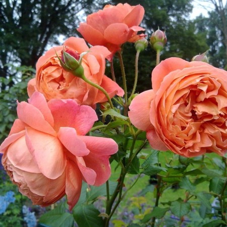 Seedling rose "Summer Glow", tube, spring 2025