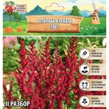 Астильба Арендса "Glut" р-р II, 2 шт, Весна 2024