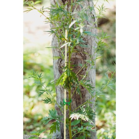 Pegs for garter plants, h = 100 cm, d = 0.8 cm, fiberglass, greengo-3