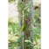 Pegs for garter plants, h = 100 cm, d = 0.8 cm, fiberglass, greengo