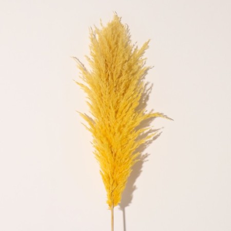 Sukhotzet "Cortery", 1 branch, length 140-150 cm, yellow-2