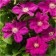 Clematis large-flowered Ernest McHem, C2 pot, H20-40, 1 pc, summer 2024