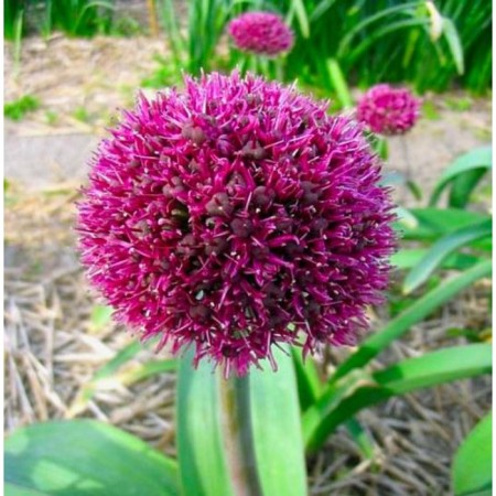 Decorative Ostara onions, 10/12 rr, 10 pcs, 25-35 h (cm), autumn 2024