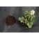 Mulching material, with perforation, 10 × 1.6 m, density 60 g/m², with UV stabilizer, black