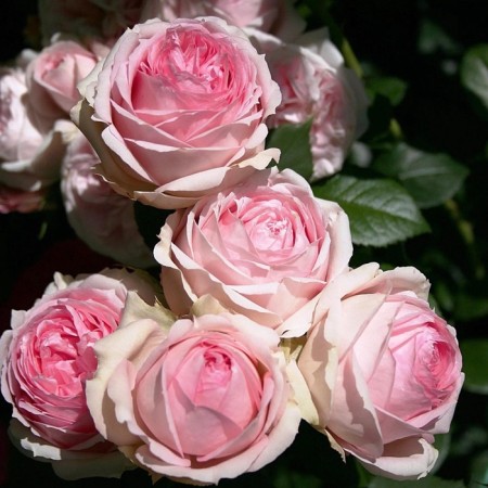 Sahenian Rosa "Ferst Lady", Tuba, Spring 2025