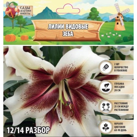 Vidnoye lilies "Zeba", rr 12/14, 2 pcs, spring 2024