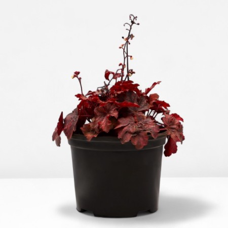 Heichera Hybrid Ruth Bir, C2 pot, H10-50 height, 1 pc, summer 2024-1