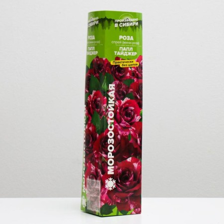 Saphenet Rosa Papaler Tier, spring 2024, 1 pc.