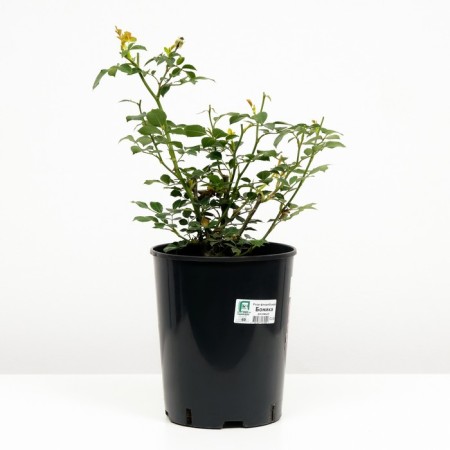 Rose Floribunda Bonica, C3.5 pot, H25-45 Height, 1 pc, summer 2024-1