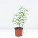 Flox panicular dragon, pot C2, 1 pc, summer 2024