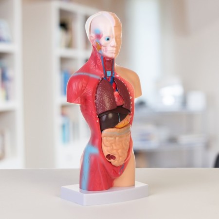 Model "Koms of a Human" collapsible 28*11*7cm-1