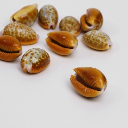 Busina "shell", 2 × 1 cm, smooth. set 10 pcs., White-brown color-1