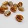 Busina "shell", 2 × 1 cm, smooth. set 10 pcs., White-brown color