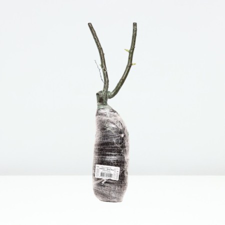Seedling rose Plesy "Klaiming Blue Moon", tube, 1 pc, spring 2025-2