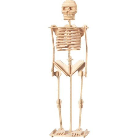 3D-model team wooden miracle-drive "Human Skeleton"