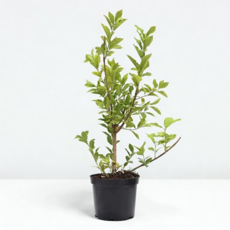 BERESCEL European, C5 pot, 1 pc, summer 2024-1