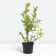 BERESCEL European, C5 pot, 1 pc, summer 2024