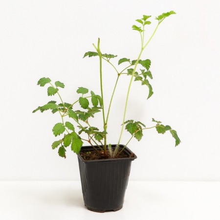 Astilba Lesshada Peep Wall, C1.5 pot, H10-50 height, 1 pc, summer 2024-1