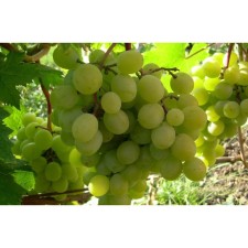 Altai white grapes, spring 2024, 1 pc.