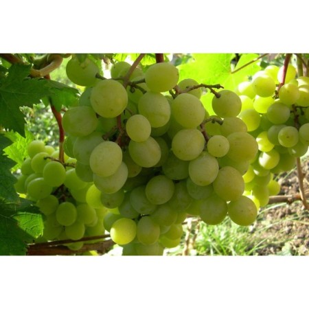Altai white grapes, spring 2024, 1 pc.